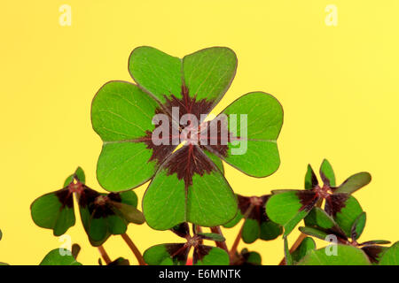 Quattro-lasciato rosa-acetosa o Lucky Clover (Oxalis deppei), Germania Foto Stock