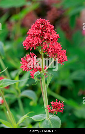 Giove o Barba Rossa (Valeriana Centranthus ruber), fioritura, Germania Foto Stock