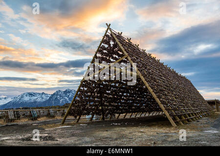 Il merluzzo baccalà su un rack di asciugatura, Laukvik, Austvågøy, Lofoten, Norvegia Foto Stock