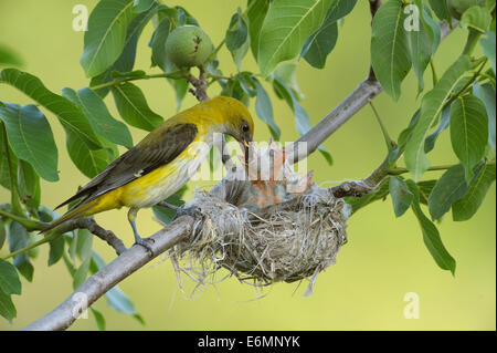 Rigogoli (Oriolus oriolus), femmina adulta alimentazione di pulcini nel nido in un albero di noce, Bulgaria Foto Stock