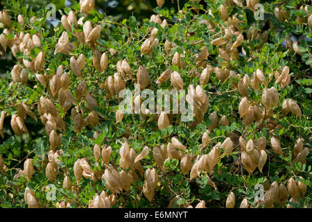 Bladdersenna o vescica Senna (Colutea arborescens), frutta, Turingia, Germania Foto Stock