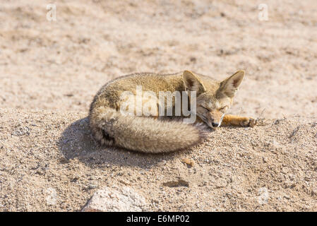 Fox andina o culpeo (lycalopex culpaeus), regione di Atacama, Cile Foto Stock