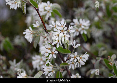 Snowy Mespilus, shadbush, shadwood selvagge di pera, Echte Felsenbirne, Felsenmispel, Amelanchier Ovalis, Amelanchier vulgaris Foto Stock