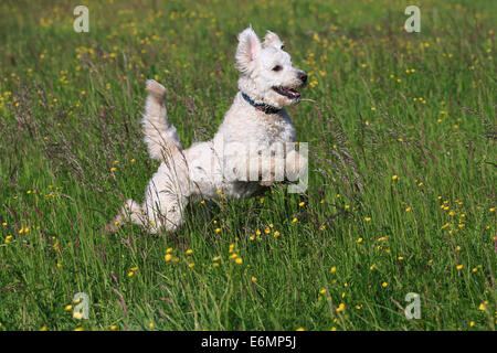 Labradoodle, adulti, maschi, in esecuzione su erba, Germania Foto Stock