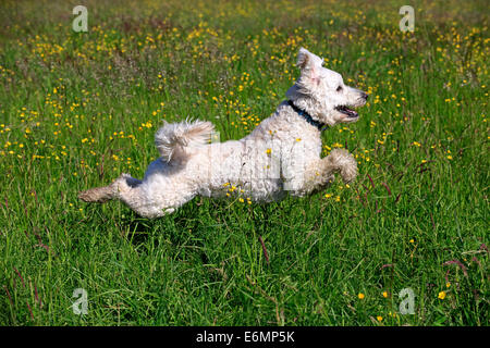 Labradoodle, adulti, maschi, in esecuzione su erba, Germania Foto Stock