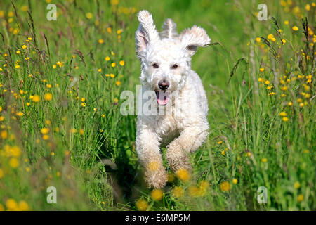 Labradoodle, adulti, maschi, in esecuzione su erba, Germania Foto Stock