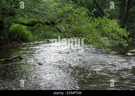 Brook, rivolo, stream, Bach, Tiefland-Bach, Naturnaher Bachlauf, Fluß, Fluss, Warnow, Mecklenburg-Vorpommern Foto Stock