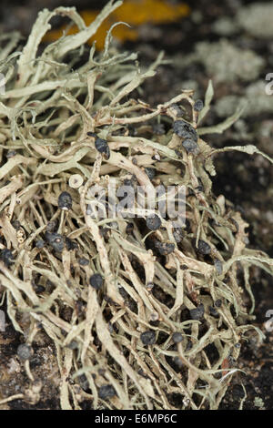 Mare Lichene d avorio sulle rocce e pareti di pietra su coastland, Grüngraue Astflechte, Strauchflechte, Küstenfelsen, Ramalina siliquosa Foto Stock