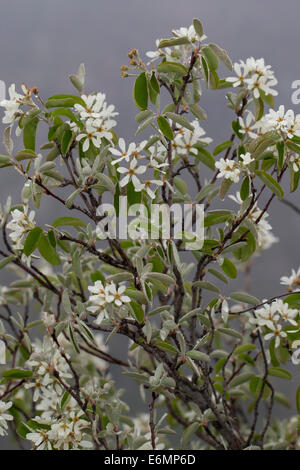 Snowy Mespilus, shadbush, shadwood selvagge di pera, Echte Felsenbirne, Felsenmispel, Amelanchier Ovalis, Amelanchier vulgaris Foto Stock