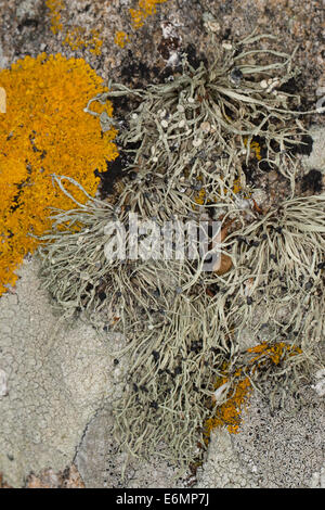 Mare Lichene d avorio sulle rocce e pareti di pietra su coastland, Grüngraue Astflechte, Strauchflechte, Küstenfelsen, Ramalina siliquosa Foto Stock