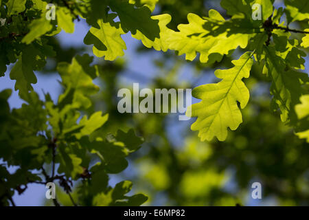 Farnia, querce a foglia, foglie, Eichenlaub, Eichenblatt, Eichenblätter, Stiel-Eiche, Eichen, Stieleiche, Eiche, Quercus robur Foto Stock