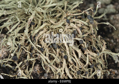 Mare Lichene d avorio sulle rocce e pareti di pietra su coastland, Grüngraue Astflechte, Strauchflechte, Küstenfelsen, Ramalina siliquosa Foto Stock