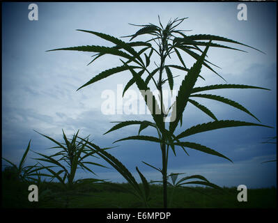 Un campo di piante di canapa è visto nel nord della Francia il 19 luglio 2014. Foto: Wolfram Steinberg dpa Foto Stock