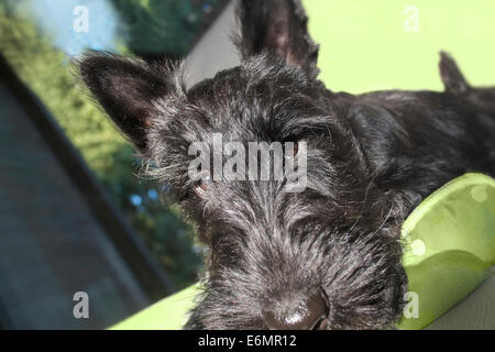 Scottish terrier cucciolo Foto Stock