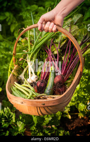 Donna olding mano un trug in legno riempita con una varietà di carni fresche verdure organiche Foto Stock