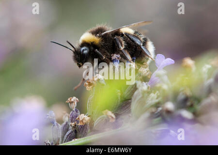 A Bumblebee per raccogliere il polline Foto Stock