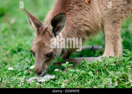 Orientale Canguro grigio dentro un involucro Foto Stock