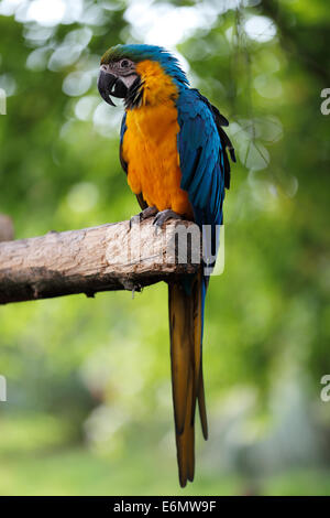 Blu e Oro Macaws sono uno dei principali membri della famiglia di Parrot Foto Stock