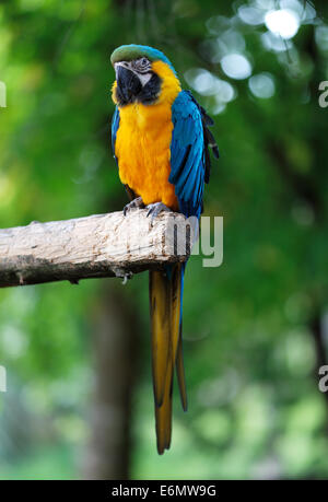 Blu e Oro Macaws sono uno dei principali membri della famiglia di Parrot Foto Stock