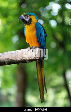 Blu e Oro Macaws sono uno dei principali membri della famiglia di Parrot Foto Stock