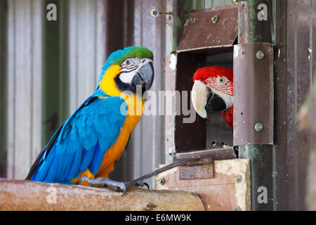 Blu e Oro Macaws sono uno dei principali membri della famiglia di Parrot Foto Stock