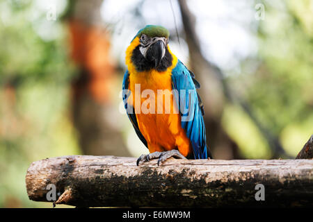 Blu e Oro Macaws sono uno dei principali membri della famiglia di Parrot Foto Stock