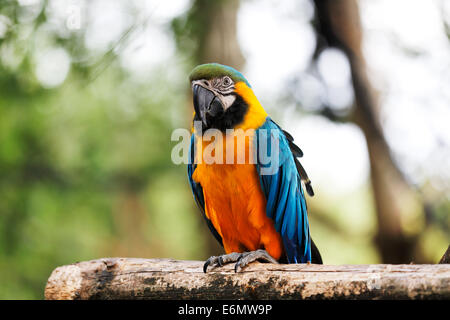 Blu e Oro Macaws sono uno dei principali membri della famiglia di Parrot Foto Stock