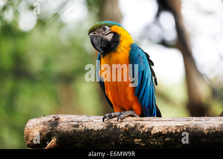 Blu e Oro Macaws sono uno dei principali membri della famiglia di Parrot Foto Stock