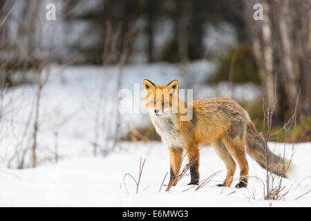 Red Fox in tempo in inverno Jokkmokk, Lapponia svedese, Svezia Foto Stock