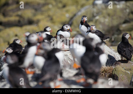 Fratercula arctica pulcinelle di mare sulle rocce, farne Islands, Northumberland, Regno Unito Foto Stock