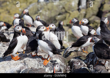 Fratercula arctica pulcinelle di mare sulle rocce, farne Islands, Northumberland, Regno Unito Foto Stock
