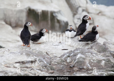 Fratercula arctica pulcinelle di mare sulle rocce, farne Islands, Northumberland, Regno Unito Foto Stock