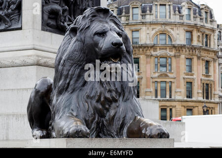 Uno dei famosi leoni a Trafalgar Square London Inghilterra England Foto Stock