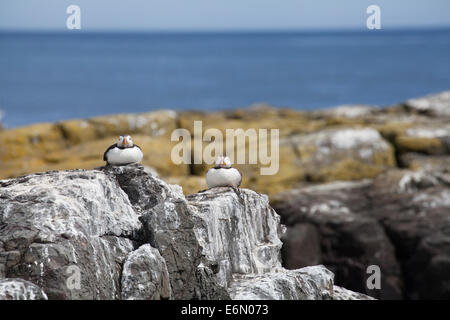 Fratercula arctica pulcinelle di mare sulle rocce a costa, isole farne, Northumberland, Regno Unito Foto Stock