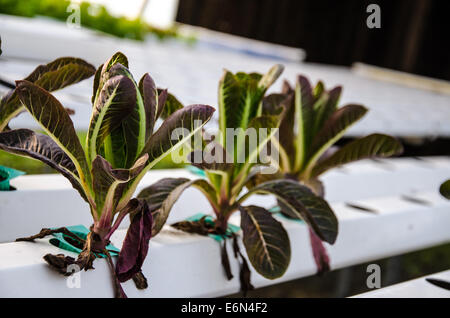 Da vegetali di piante di coltura idroponica Foto Stock