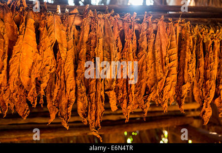 Foglie di tabacco essiccamento in un granaio, Vinales, Western Cuba Foto Stock