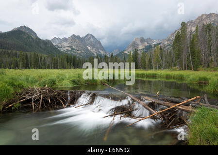 Beaver Dam su Fishhook Creek in Idaho Le Sawtooth Mountains. Foto Stock