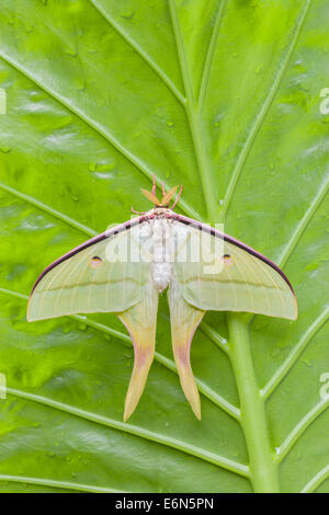 Luna Indiana Tarma (Actias selene) Appena schiuse maschio. Trovato in India, Nepal, Ceylon, Borneo e altre isole in Asia orientale, Foto Stock