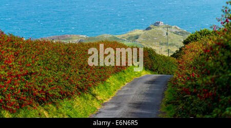 Torr Road verso la stazione di vedetta, foderato con cespugli di fucsia, North Antrim Irlanda del Nord Foto Stock