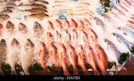 Varietà di pesce fresco su ghiaccio provenienti da tutto il mondo per la vendita in N e un negozio di pesce Walthamstow High Street London REGNO UNITO KATHY DEWITT Foto Stock