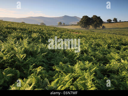 Ampia estate brughiera paesaggio con Bright Green felci bracken in primo piano e montagne distanti Foto Stock