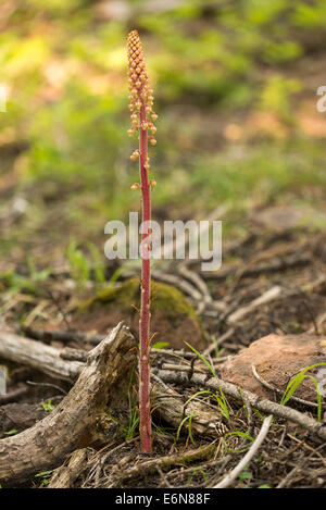 Pinedrops crescente nella foresta delle montagne Wallowa, Oregon. Foto Stock