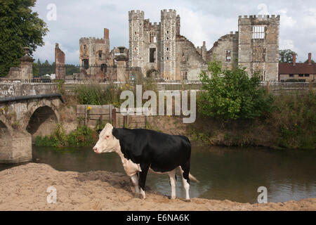 Mucca in piedi da stream, Cowdray Park, Midhurst, West Sussex Foto Stock