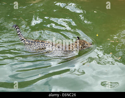 Jaguar tiger cat in appoggio e il nuoto nel giardino zoologico Foto Stock