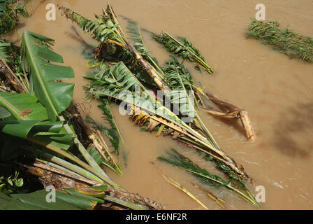 Piante radicate nel diluvio ,Kerala, India Foto Stock