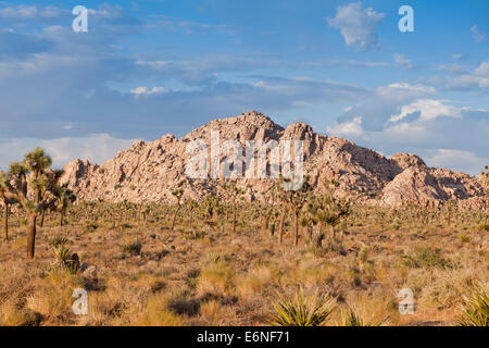 Parco nazionale di Joshua Tree panorama - California USA Foto Stock