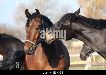 Nero e Marrone cavalli nuzzling ogni altro Foto Stock