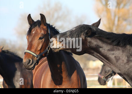 Nero e Marrone cavalli nuzzling ogni altro Foto Stock