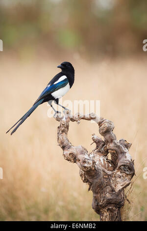 Gazza comune (Pica pica) appollaiato sul ramo. Albufera parco naturale. Comunità di Valencia. Spagna. Foto Stock