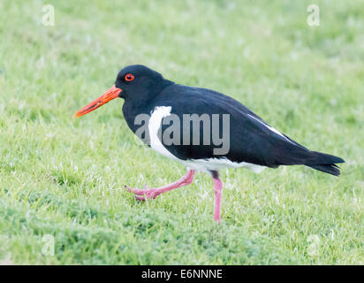 Australian Pied, Oystercatcher Haematopus longirostris Foto Stock